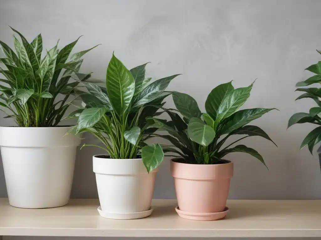 Clean Houseplants and Remove Dust