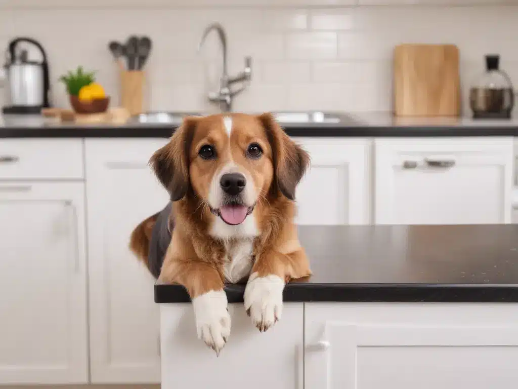 Pet-Friendly Kitchen Cleaning